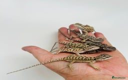 Bearded Dragon reptiles for sale: Baby bearded dragons  - Image 3