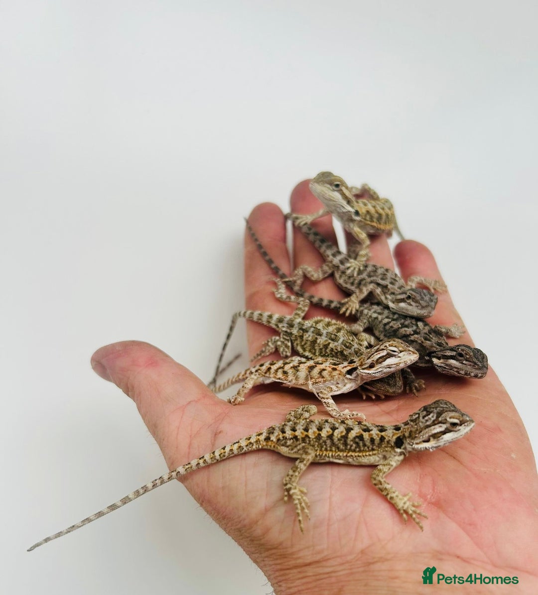 Bearded Dragon reptiles for sale: Baby bearded dragons  - Image 3
