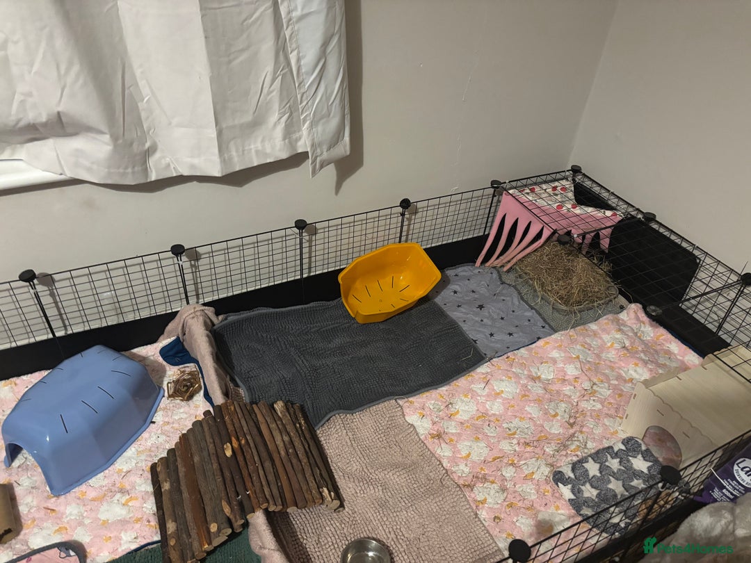 Guinea Pig rodents for sale: Four Guinea Pigs with Set Up and Accessories - Image 19
