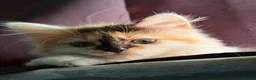 Mixed Breed cats for sale: Female Calico - Advert 1