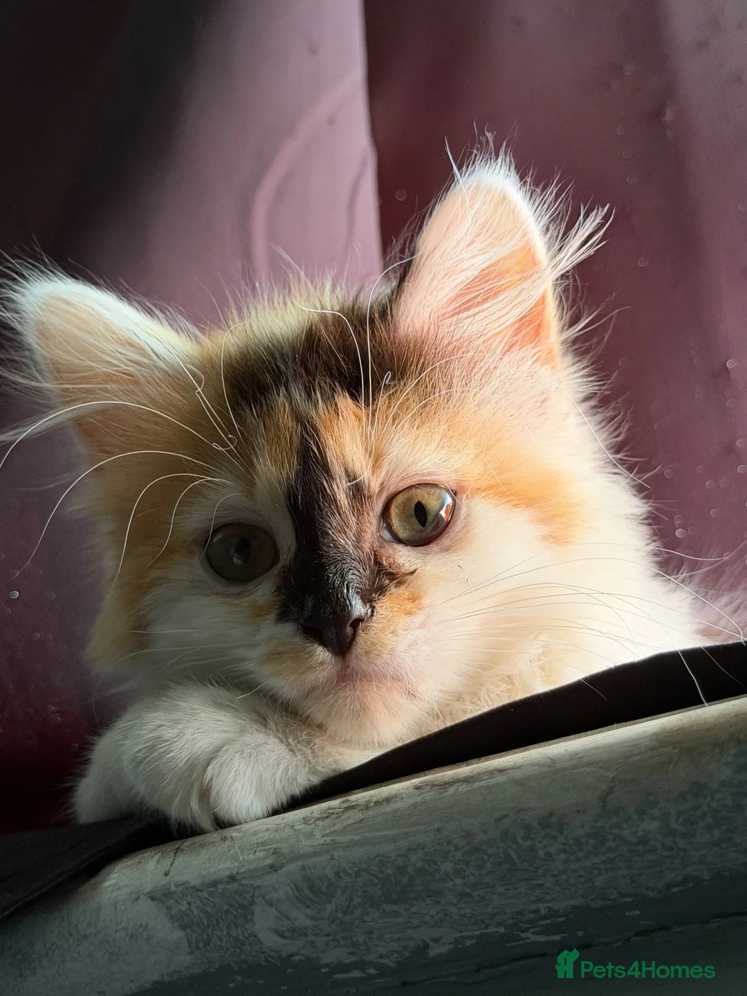 Mixed Breed cats for sale: Female Calico - Advert 1