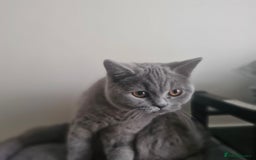 British Shorthair cats for sale: Beautiful BSH (2 Males & 2 Females, Blue & Lilac) - Image 9