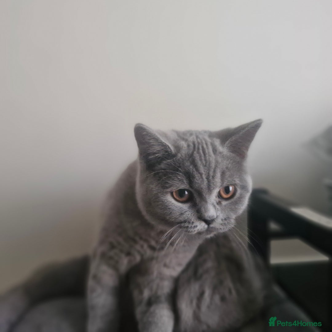 British Shorthair cats for sale: Beautiful BSH (2 Males & 2 Females, Blue & Lilac) - Image 9