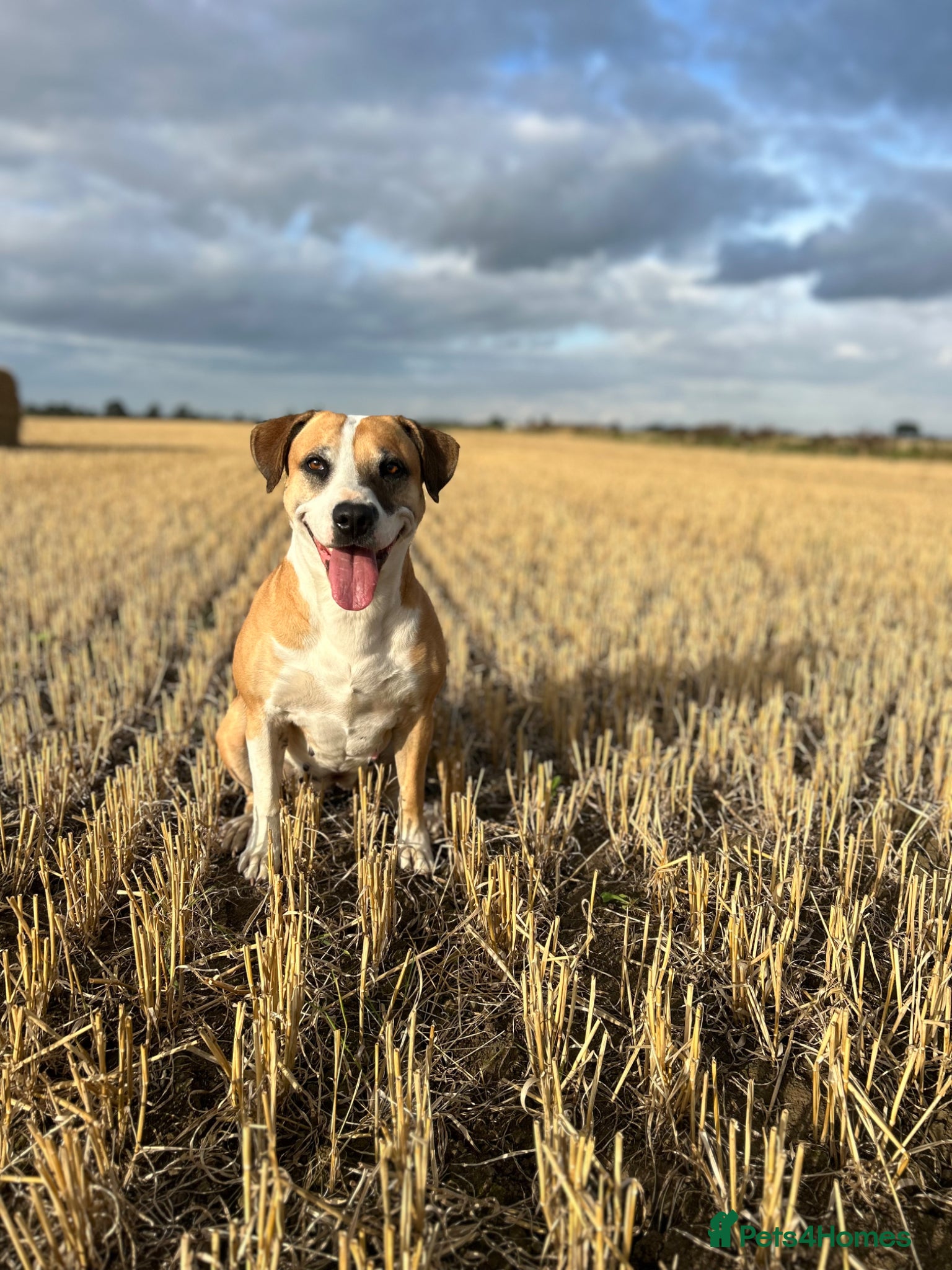 Mixed Breed dogs Puppys for sale  - Advert 3