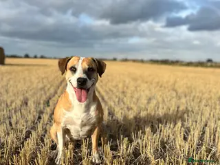 Mixed Breed dogs Puppys for sale - Advert 18