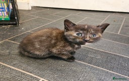 Mixed Breed cats for sale: Kittens for sale - Image 9