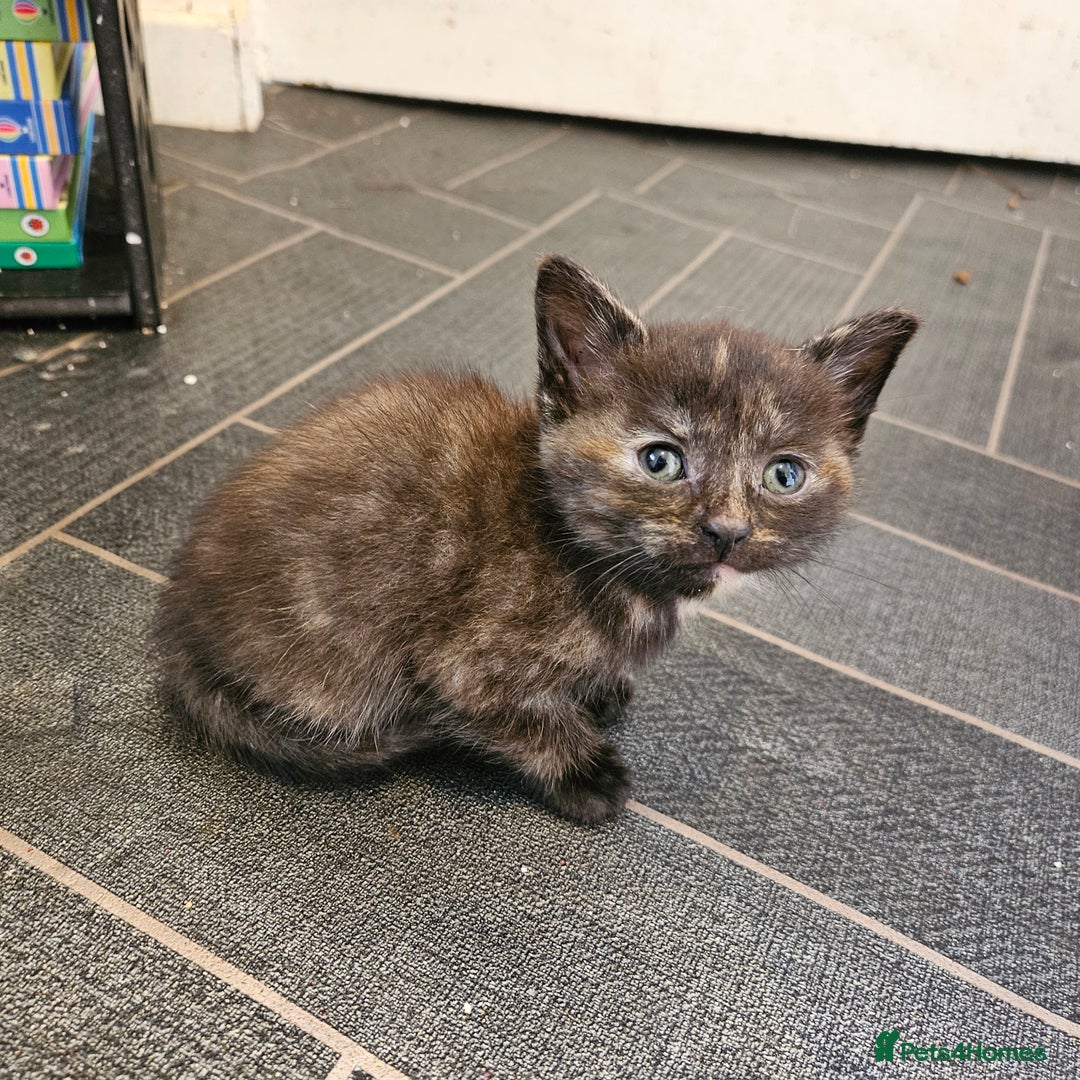 Mixed Breed cats for sale: Kittens for sale - Image 9