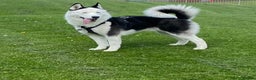 Siberian Husky dogs for stud: Stunning Blue eye Sibrian Husky for Stud (Proven) in Liverpool - Advert 16