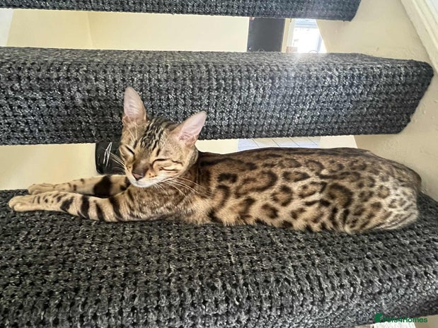 Bengal cats - Advert 1