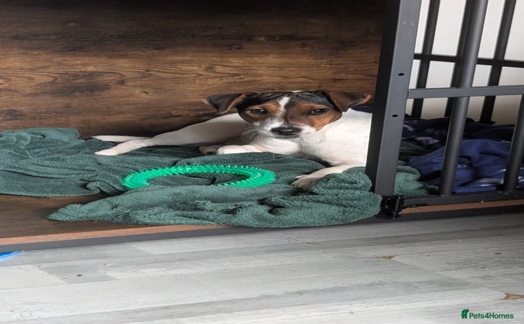 Mixed Breed dogs - Advert 1