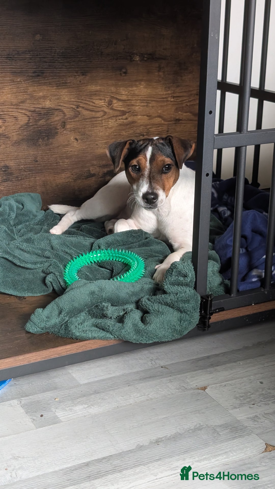 Mixed Breed dogs for sale: Beautiful 8 Month Looking for a Forever Home - Image 1