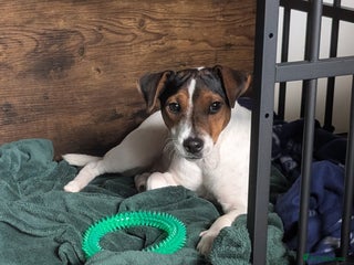 Mixed Breed dogs - Advert 1