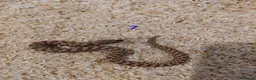 Snake reptiles for sale: CB25 Hognose Snakes, Ready Now, Albino, Conda - Advert 7
