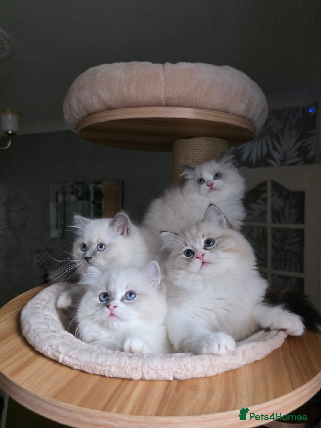 Ragdoll cats for sale: 🩷Amazing European Grand Champion lines🏆🥇 TICA💙 - Advert 8