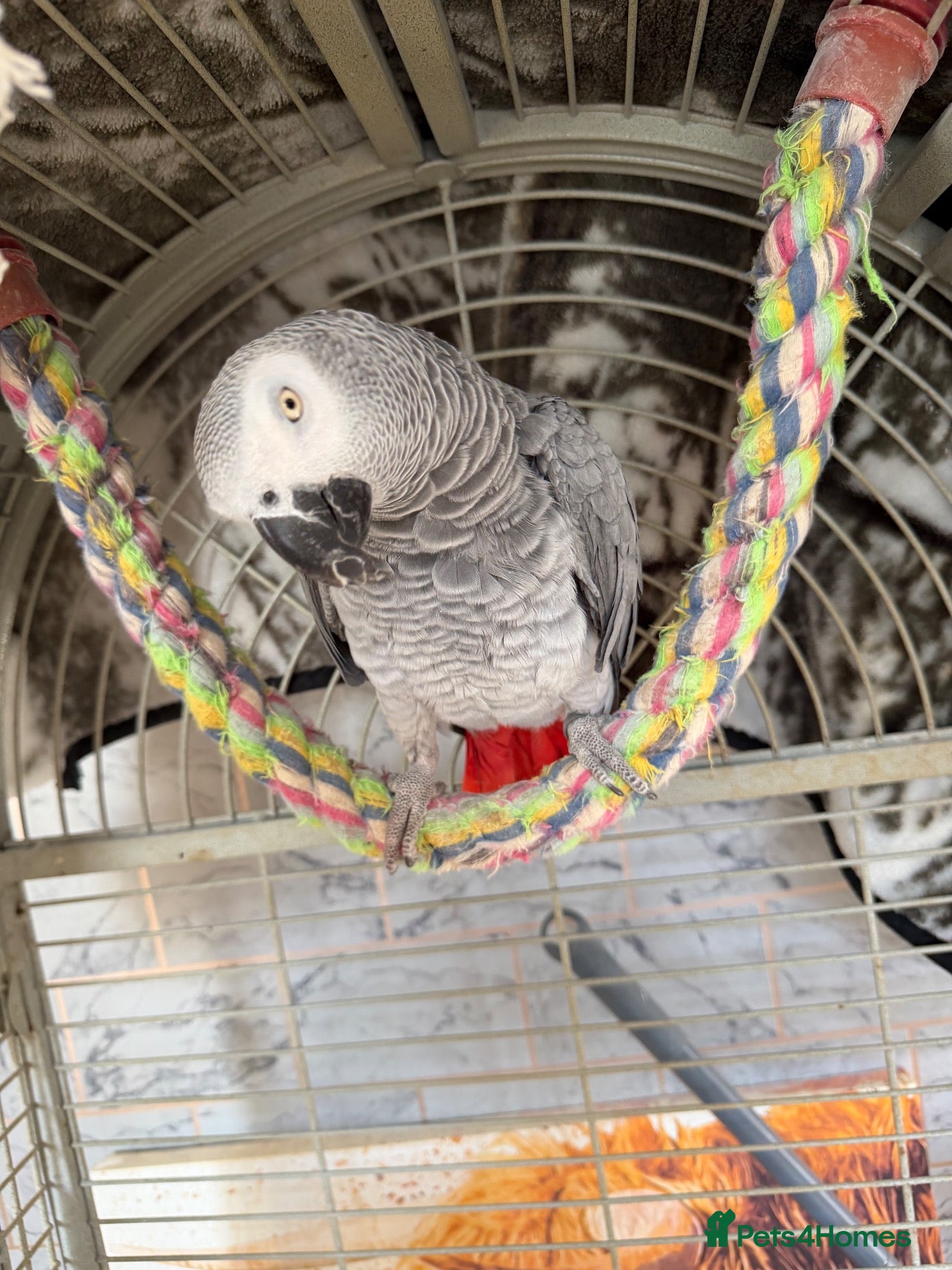 Parrots birds African grey  - Advert 3