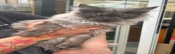 Maine Coon cats for sale: Black smoke Maine coon kittens - Advert 4