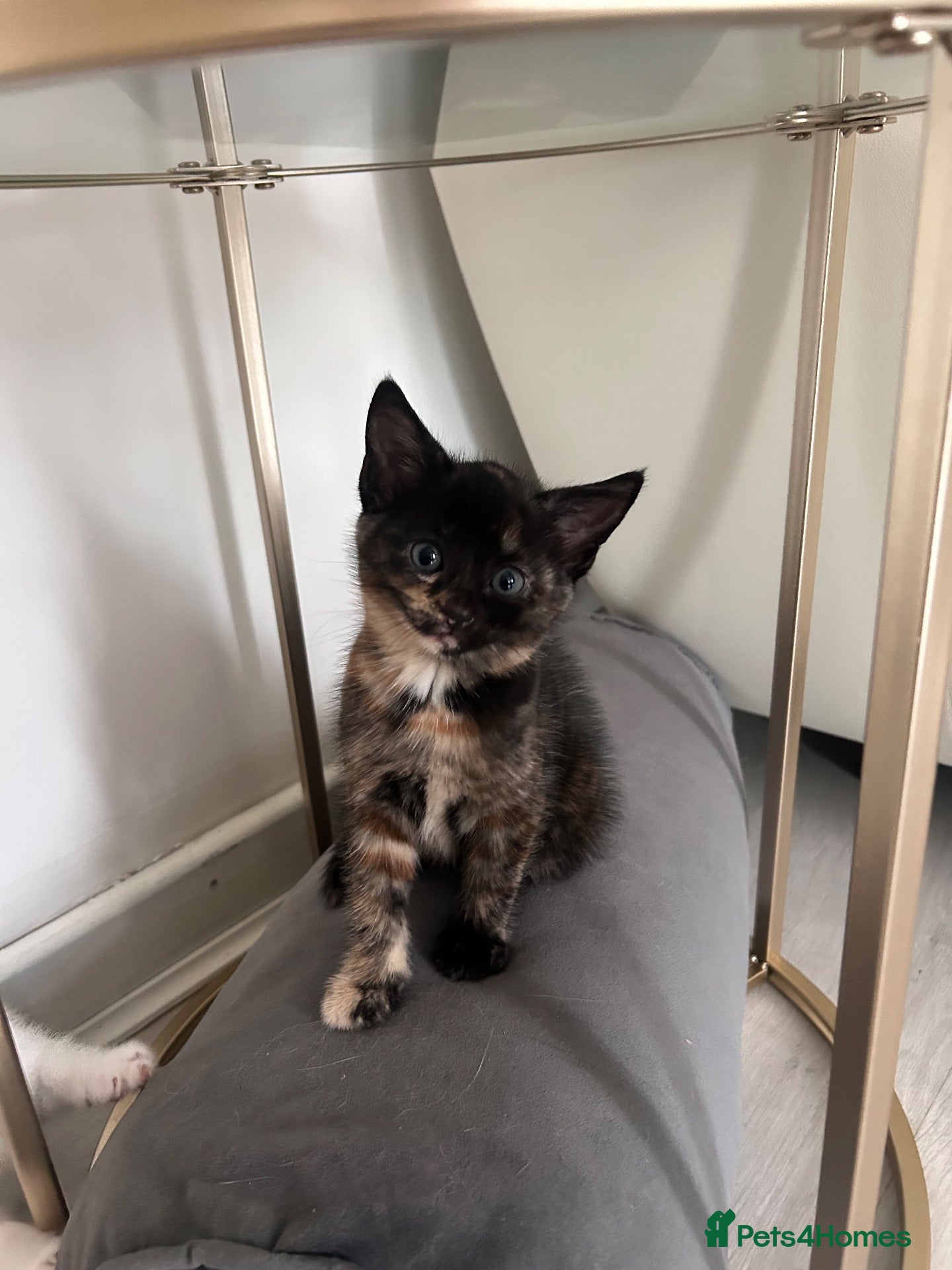 Mixed Breed cats Mum and kitten  - Advert 1