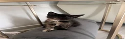 Mixed Breed cats for sale: Mum and kitten  - Advert 1