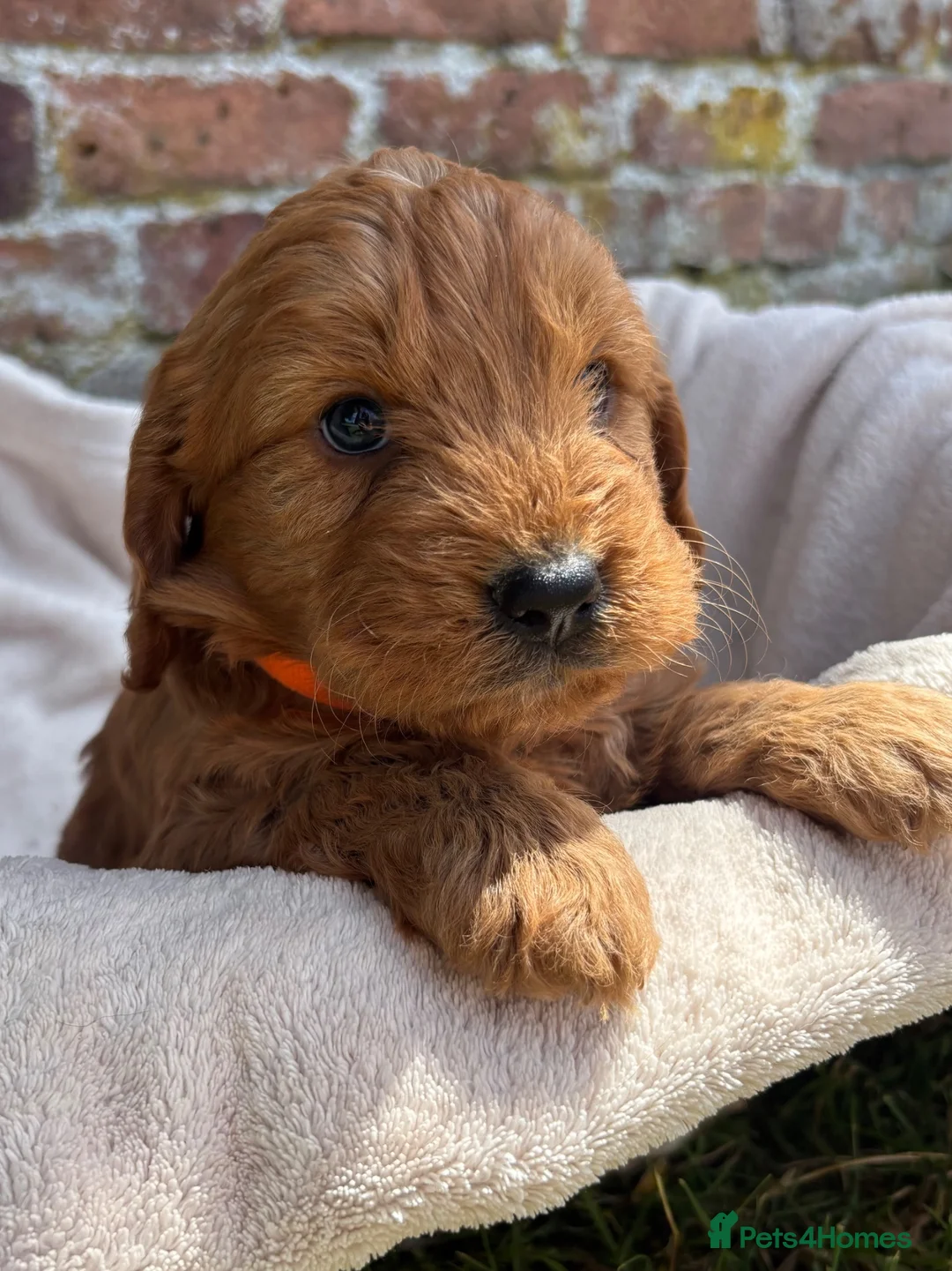 Cockapoo dogs for sale: F1 Cockapoo Boy KC Parents DNA Health Tested Dad  - Advert 16