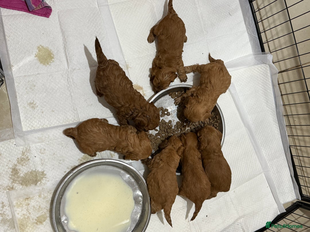 Cockapoo dogs for sale: Toy Cockapoo Puppies, Family Raised, Sweet Natured - Image 11