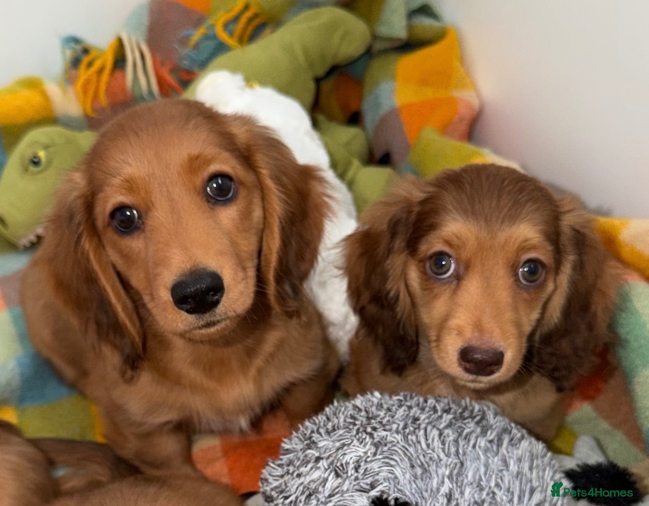 Miniature Dachshund dogs 🩷Stunning Long Haired Mini Dachshunds💙 - Advert 1