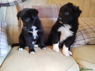 Border Collie dogs Border Collie Puppies Top Quality! - Advert 3