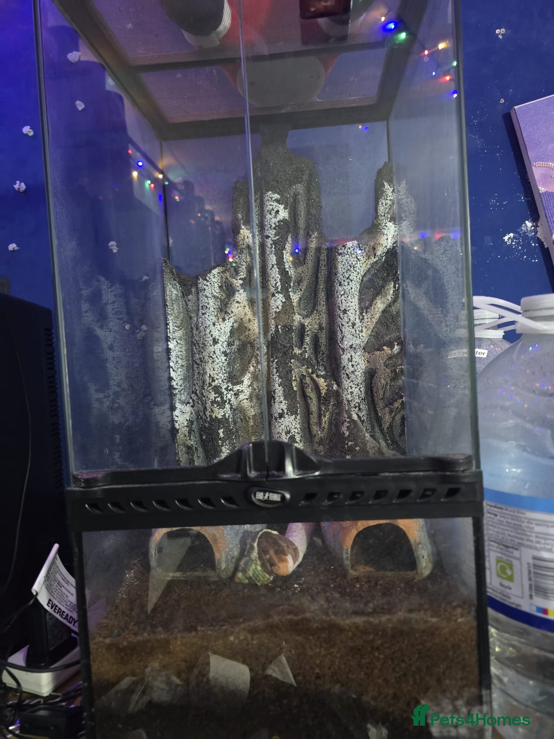 Crabs invertebrates for sale: Hammy the purple claw hermit crab - Advert 2