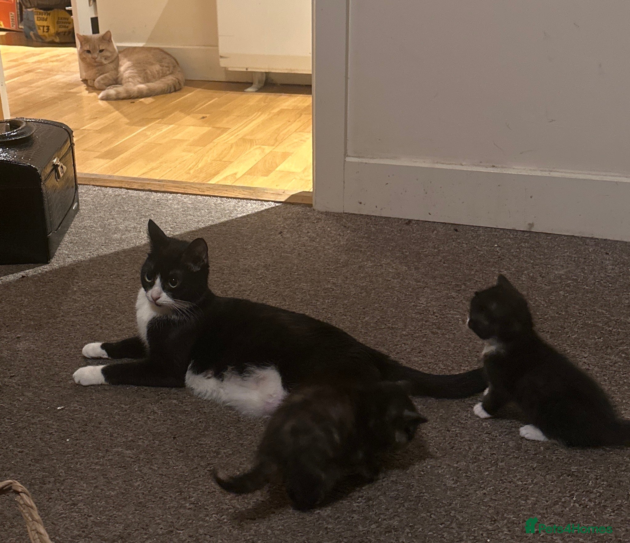 Domestic Shorthair cats Tuxedo Mum & 6 kittens home needed foster or 4ever - Advert 1