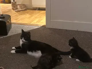 Domestic Shorthair cats Tuxedo Mum & 6 kittens home needed foster or 4ever - Advert 1