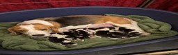Beagle dogs for sale: HOME BRED KC REG PUPPIES  - Advert 1