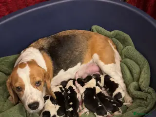 Beagle dogs for sale: HOME BRED KC REG PUPPIES - Advert 1