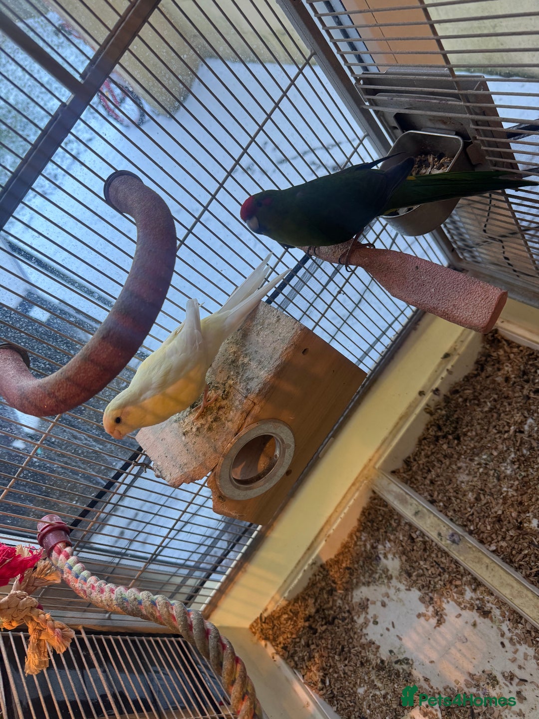 Cockatiels birds for sale: Kakrikee  - Advert 2