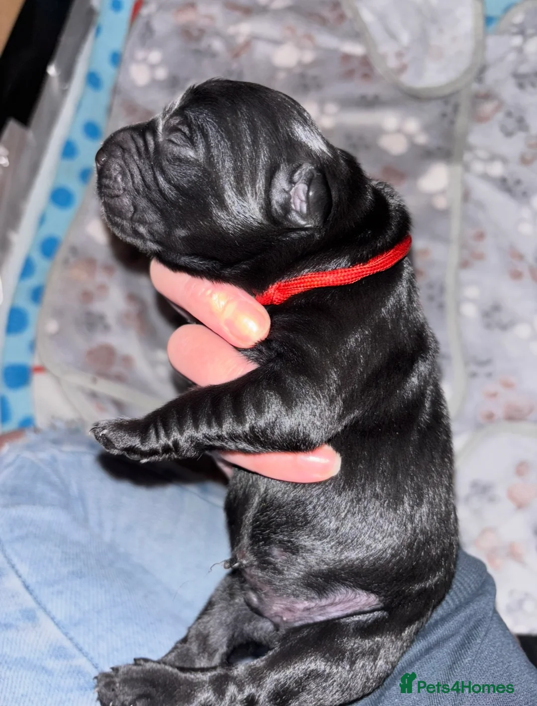 Goldador dogs for sale: Stunning Black Lab/Golden Retriever Puppies - Advert 6