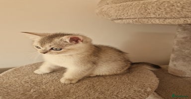 Scottish Fold cats - Advert 11