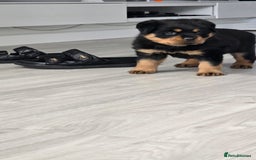 Rottweiler dogs for sale: True Quality Rottweiler Female Puppy  - Image 2