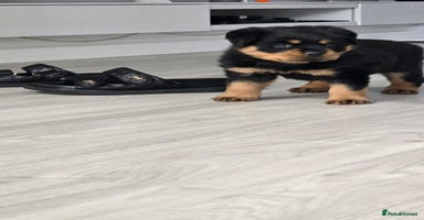 Rottweiler dogs - Advert 9