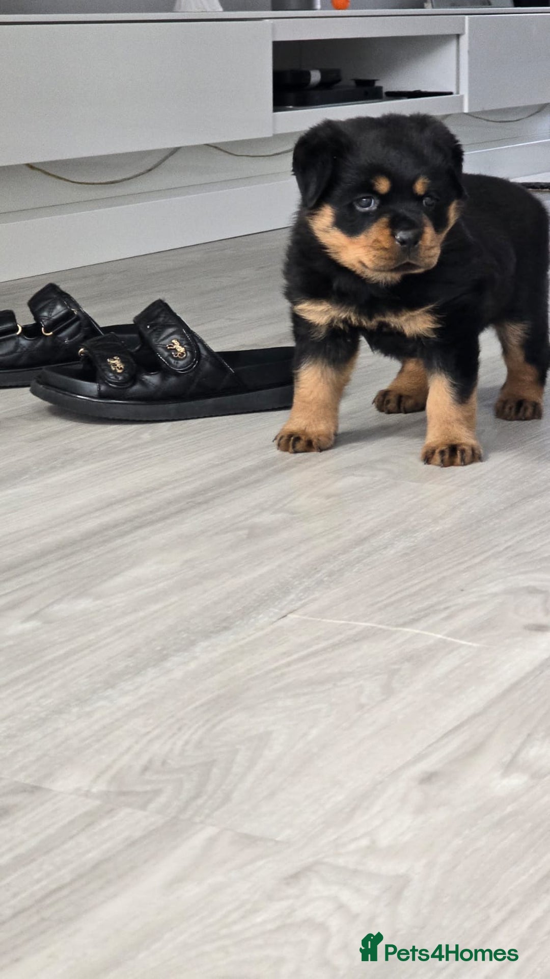Rottweiler dogs for sale: True Quality Rottweiler Female Puppy  - Image 2