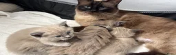 Ragdoll cats for sale: Ragdoll x tonkinese kittens  - Advert 16