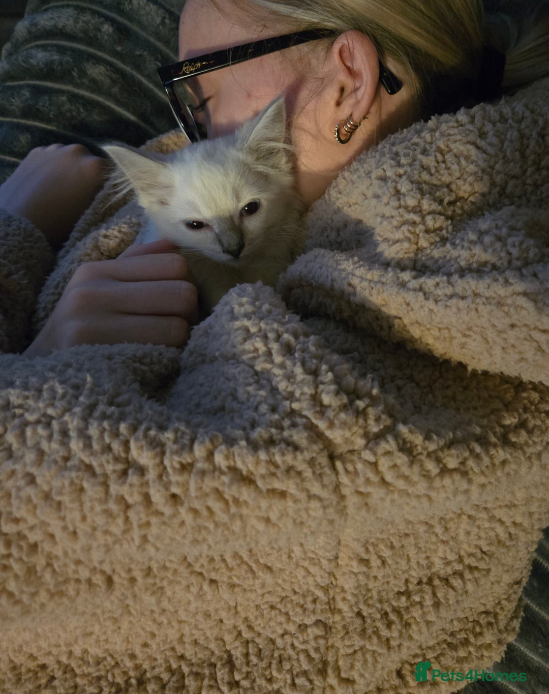 Ragdoll cats for sale: Beautiful GCCF Reg Pure Bred Ragdoll kittens - Image 7