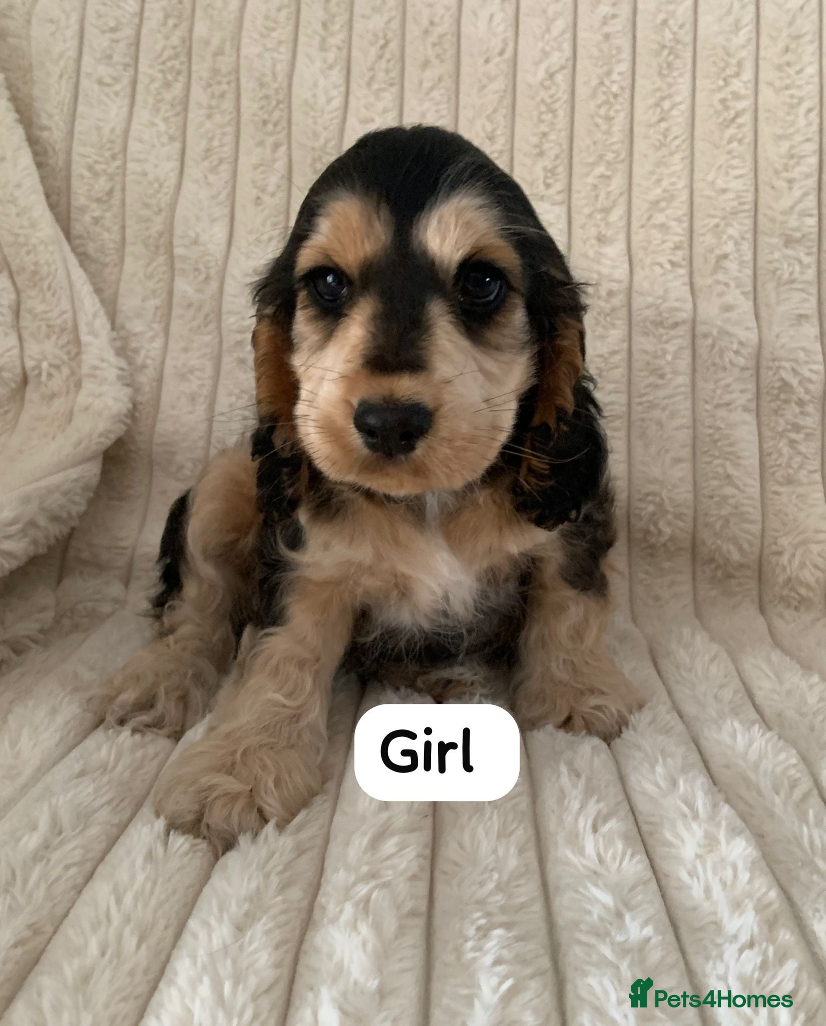 Cocker Spaniel dogs Beautiful Show Cocker Spaniels - Advert 1