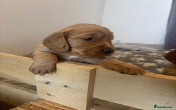 Cocker Spaniel dogs for sale: Working ginger/red cocker spaniels. - Image 2