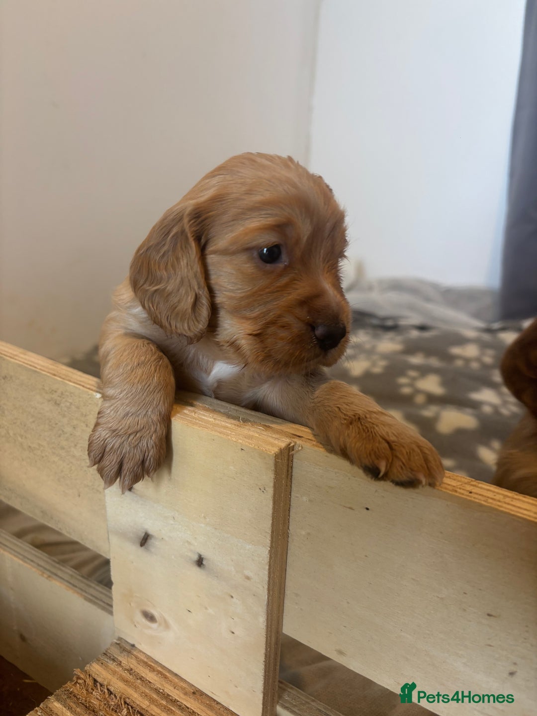 Cocker Spaniel dogs for sale: Working ginger/red cocker spaniels. - Image 2