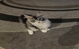 Maine Coon cats for sale: Maine coon pure breed - Image 6