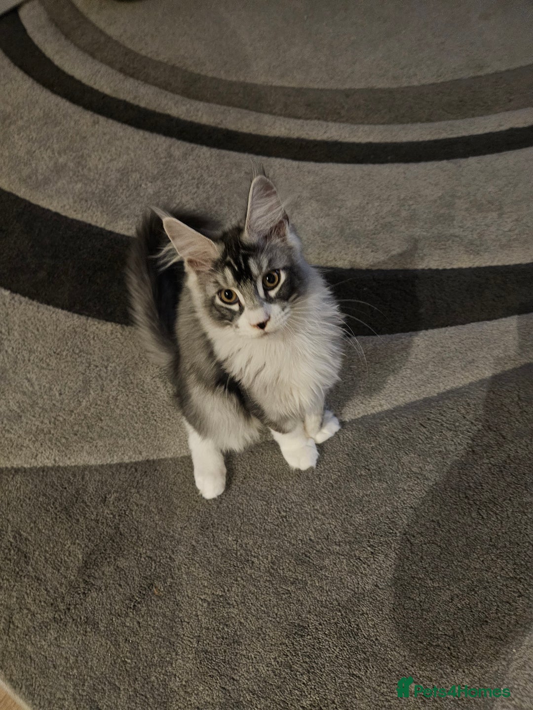 Maine Coon cats for sale: Maine coon pure breed - Image 6