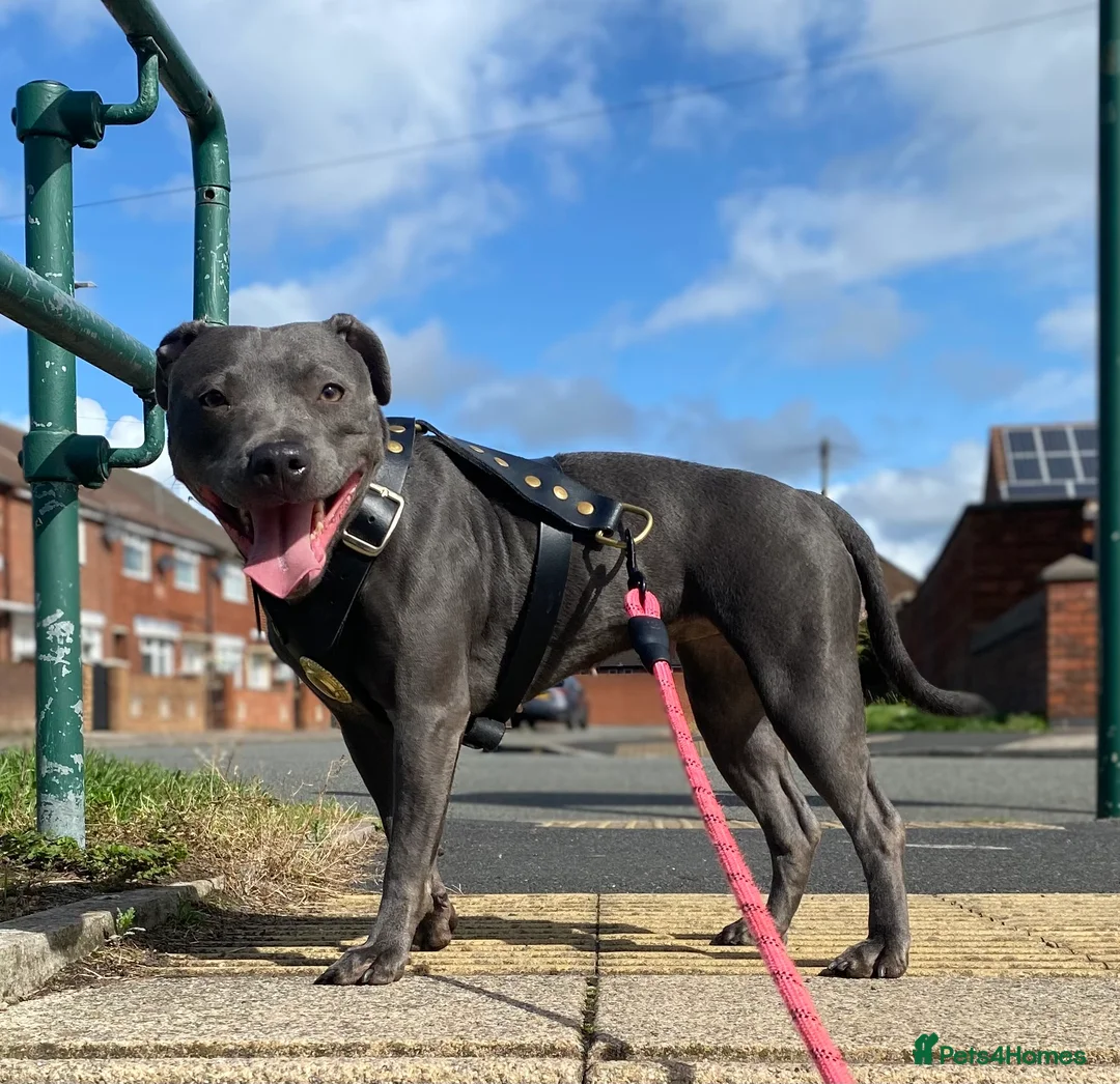 Staffordshire Bull Terrier dogs for sale: Last boy !!! Price dropped !!! Kassius pup  - Advert 16