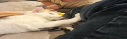 Mixed Breed cats for sale: Sweet boy around 3 months - Advert 4