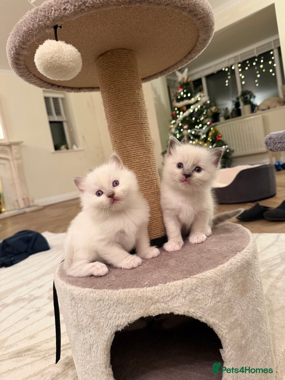 Ragdoll cats for sale: Cutest ragdoll kittens - Advert 3