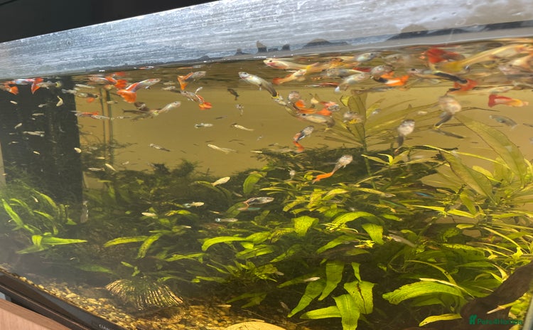 Live Bearers fish - Advert 1