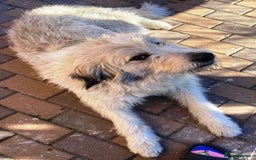 Mixed Breed dogs for adoption: Meet VICTOR - a superb big boy, for a Loving Home - Image 12