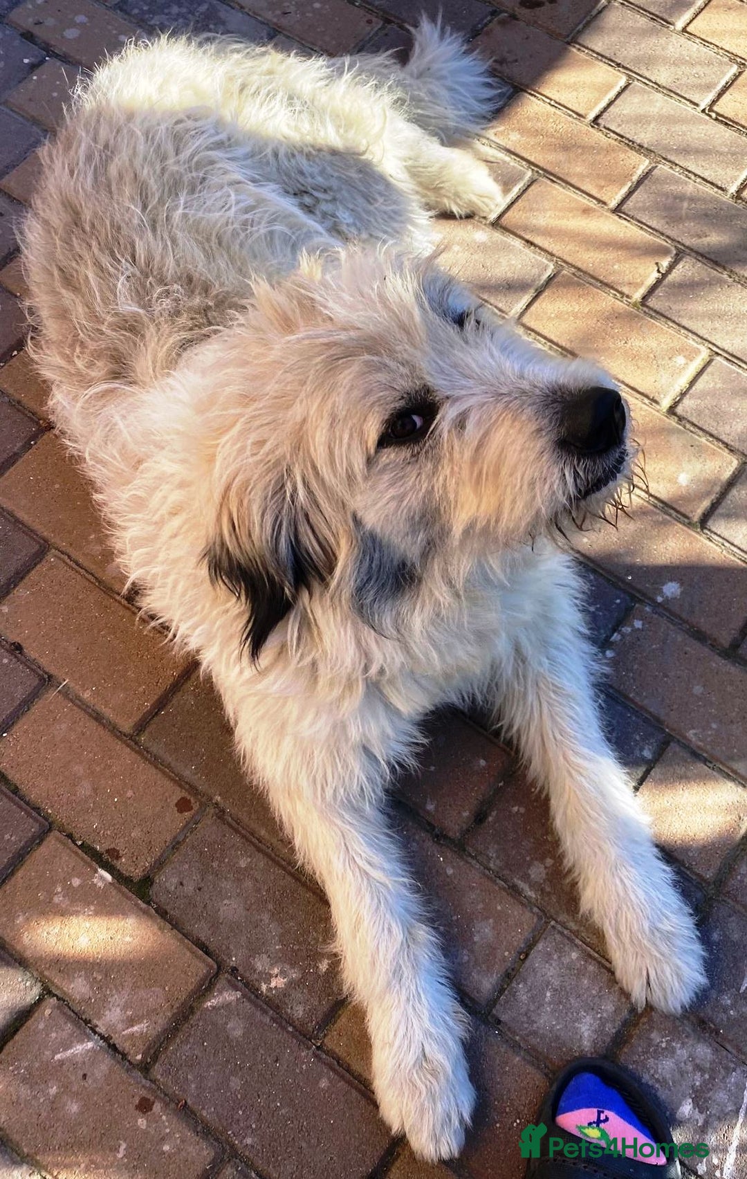 Mixed Breed dogs for adoption: Meet VICTOR - a superb big boy, for a Loving Home - Image 12